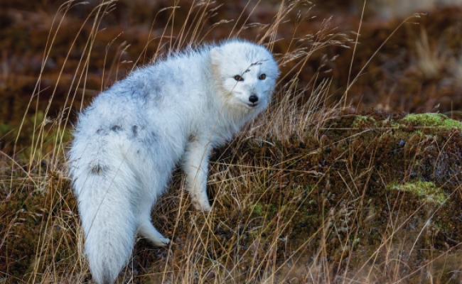 ΙΣΛΑΝΔΙΑ – ΝΗΣΙΑ ΦΕΡΟΕ