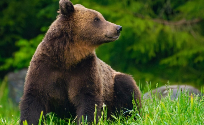 ΤΡΑΝΣΥΛΒΑΝΙΑ