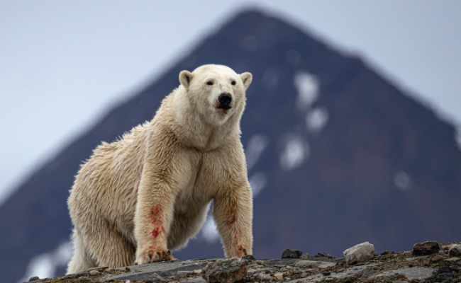 SVALBARD